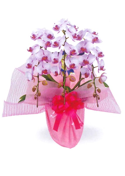 紫の花を咲かせた胡蝶蘭