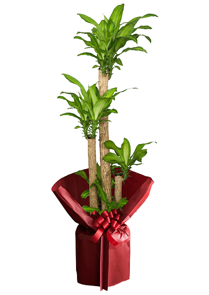 赤い鉢に入った観葉植物